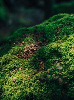 Torghele's Wald + Fluh - Wald Wellness im Hotel im Allgäu